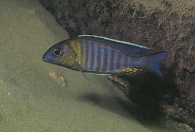 Aulonocara sp. 'chitande type nkhomo' Nkhomo Reef